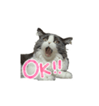 はち（ネコ）（個別スタンプ：6）