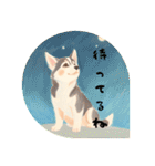 ❇誰でも使えるフレーズ①❇ハスキー犬❇（個別スタンプ：25）