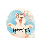 ❇誰でも使えるフレーズ①❇ハスキー犬❇（個別スタンプ：34）