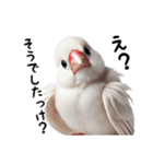 日常で毎日使える文鳥のスタンプです。（個別スタンプ：14）