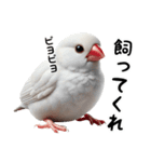 日常で毎日使える文鳥のスタンプです。（個別スタンプ：40）