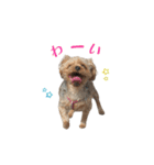 わんこたち日常スタンプ（個別スタンプ：13）