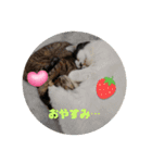 piliさんちのにゃんず+1スタンプMver.1（個別スタンプ：2）