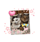 piliさんちのにゃんず+1スタンプMver.1（個別スタンプ：3）