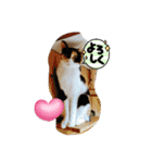 piliさんちのにゃんず+1スタンプMver.1（個別スタンプ：4）