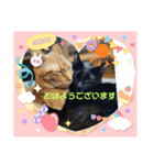 piliさんちのにゃんず+1スタンプMver.1（個別スタンプ：6）
