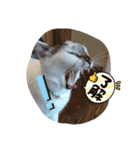 piliさんちのにゃんず+1スタンプMver.1（個別スタンプ：7）