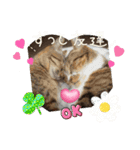 piliさんちのにゃんず+1スタンプMver.1（個別スタンプ：8）