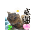 piliさんちのにゃんず+1スタンプMver.1（個別スタンプ：9）