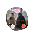 piliさんちのにゃんず+1スタンプMver.1（個別スタンプ：10）