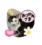 piliさんちのにゃんず+1スタンプMver.1（個別スタンプ：11）