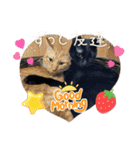 piliさんちのにゃんず+1スタンプMver.1（個別スタンプ：12）