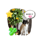 piliさんちのにゃんず+1スタンプMver.1（個別スタンプ：13）