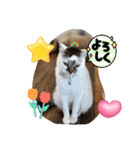 piliさんちのにゃんず+1スタンプMver.1（個別スタンプ：15）