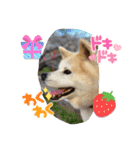 piliさんちのにゃんず+1スタンプMver.1（個別スタンプ：16）