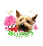 しょうちゃん（でかヨーキー）（個別スタンプ：1）
