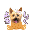 しょうちゃん（でかヨーキー）（個別スタンプ：10）