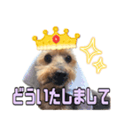 しょうちゃん（でかヨーキー）（個別スタンプ：11）