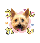 しょうちゃん（でかヨーキー）（個別スタンプ：13）