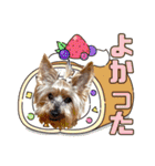 しょうちゃん（でかヨーキー）（個別スタンプ：14）