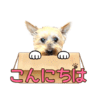 しょうちゃん（でかヨーキー）（個別スタンプ：18）