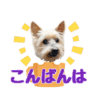 しょうちゃん（でかヨーキー）（個別スタンプ：19）