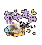 しょうちゃん（でかヨーキー）（個別スタンプ：20）
