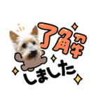 しょうちゃん（でかヨーキー）（個別スタンプ：21）