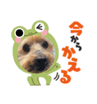 しょうちゃん（でかヨーキー）（個別スタンプ：28）