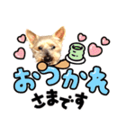 しょうちゃん（でかヨーキー）（個別スタンプ：30）