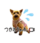 しょうちゃん（でかヨーキー）（個別スタンプ：31）