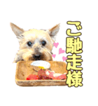 しょうちゃん（でかヨーキー）（個別スタンプ：33）