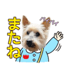 しょうちゃん（でかヨーキー）（個別スタンプ：40）