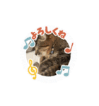 キジトラさくら2024（個別スタンプ：2）