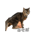 キジトラさくら2024（個別スタンプ：7）