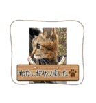 キジトラさくら2024（個別スタンプ：8）