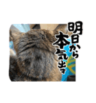 キジトラさくら2024（個別スタンプ：11）