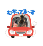 キジトラさくら2024（個別スタンプ：12）