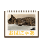 キジトラさくら2024（個別スタンプ：13）
