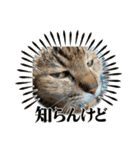 キジトラさくら2024（個別スタンプ：20）