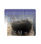 キジトラさくら2024（個別スタンプ：21）