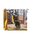 キジトラさくら2024（個別スタンプ：22）