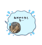 キジトラさくら2024（個別スタンプ：26）