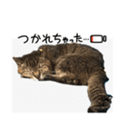 キジトラさくら2024（個別スタンプ：27）