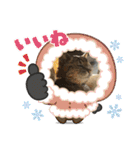 キジトラさくら2024（個別スタンプ：28）