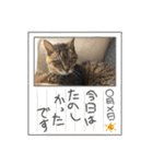 キジトラさくら2024（個別スタンプ：32）