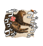 キジトラさくら2024（個別スタンプ：33）