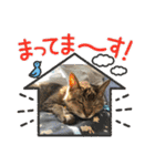 キジトラさくら2024（個別スタンプ：34）