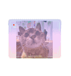 キジトラさくら2024（個別スタンプ：37）