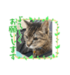 キジトラさくら2024（個別スタンプ：38）